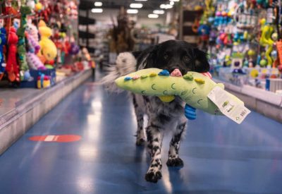 Kleine hond met speelgoed in dierenwinkel Sittard vol pet supplies.