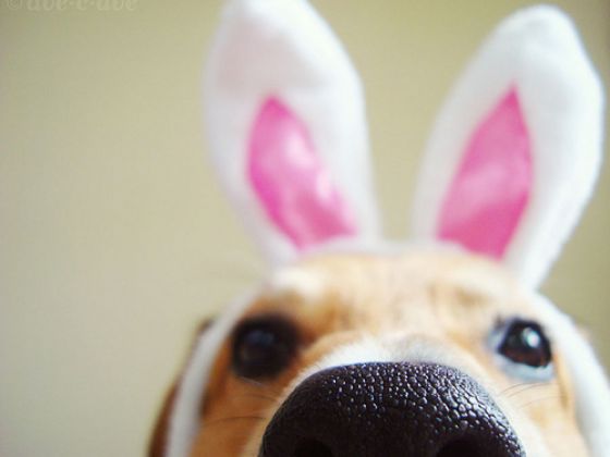 hond-pasen