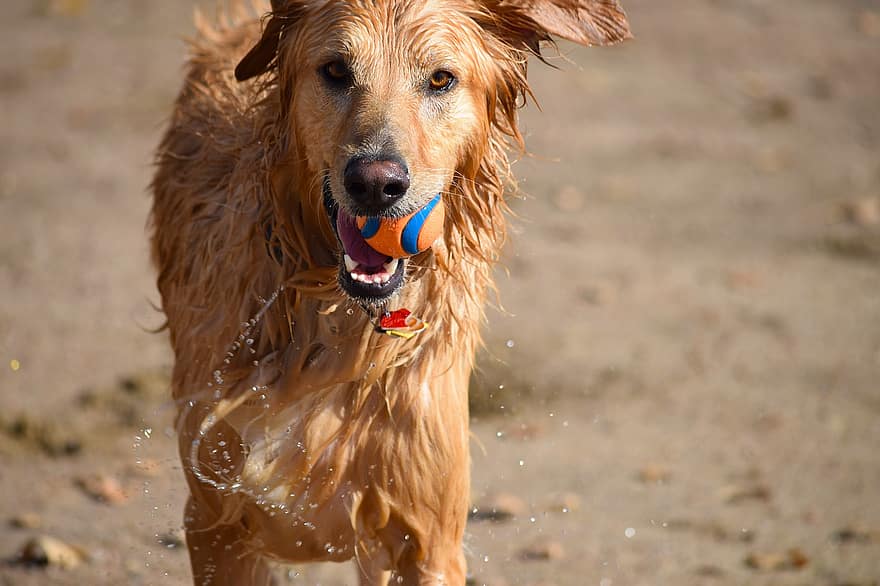 dog-ball-swim-play-pet-animal-happy-puppy-funny