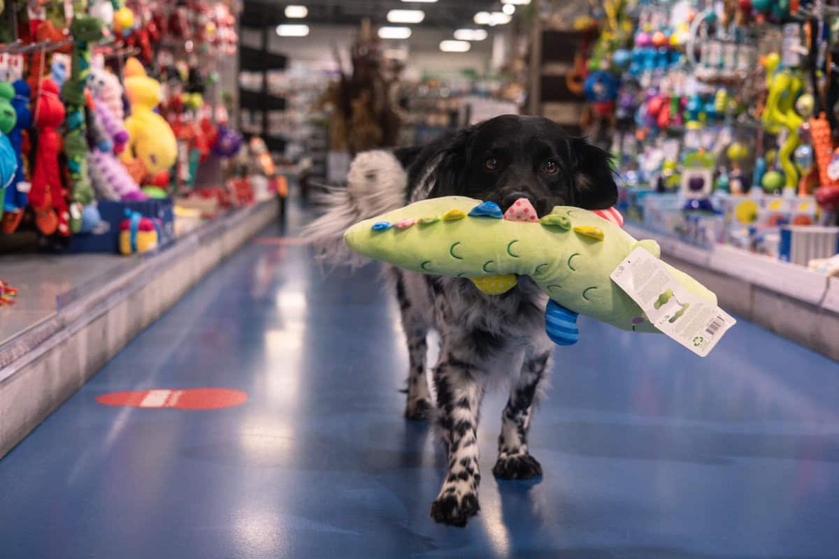 Kleine hond met speelgoed in dierenwinkel Sittard vol pet supplies.